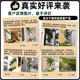 Simulated hanging pine tree welcoming pine podocarpus landscaping