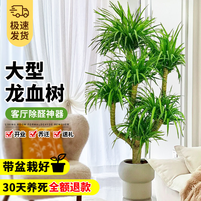 龙血树客厅高级感龙须树多头老桩大型室内绿植办公室植物盆栽盆景,淘宝优惠券,粉丝福利购,淘宝优惠卷