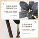 Simulated green plant black diamond rubber tree in ancient style