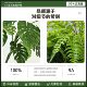 Simulated green plant landscaping combination decorative fake plants