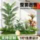 Simulated green plants, potted plants, landscape artificial trees