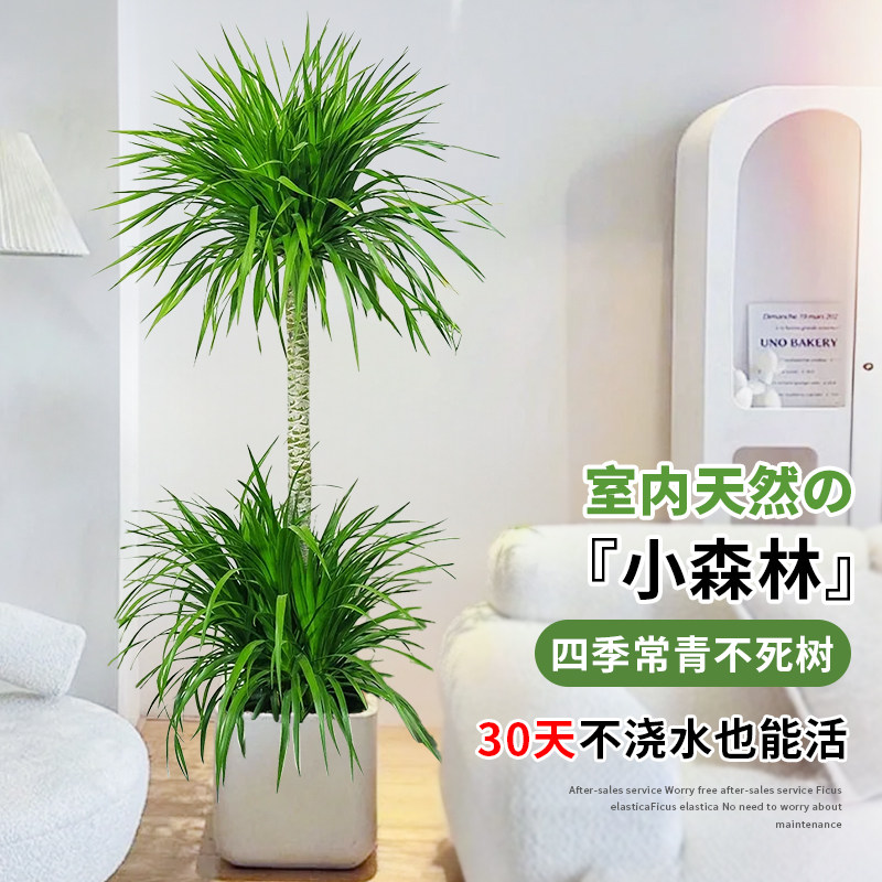 龙血树客厅高级感龙须树多头老桩大型室内绿植办公室植物盆栽盆景,淘宝优惠券,粉丝福利购,淘宝优惠卷