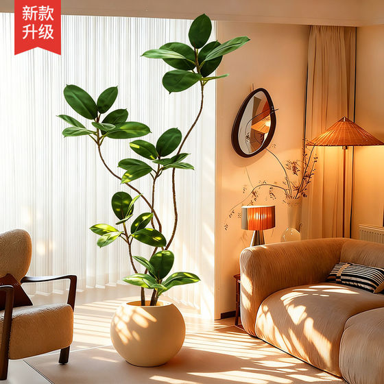 Green plant potted large black diamond rubber tree