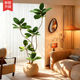 Green plant potted large black diamond rubber tree