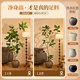 Simulated green plant Banyan Bengal with antique style and high-end feel