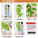 Simulated green plant floor-standing ornaments, high-end light luxury