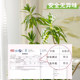 Lily Bamboo Simulated Green Plant Large Indoor