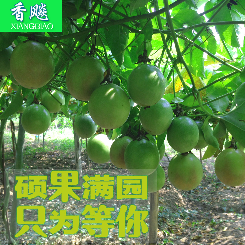 新鲜现摘酸甜可口包邮百香果图片_3