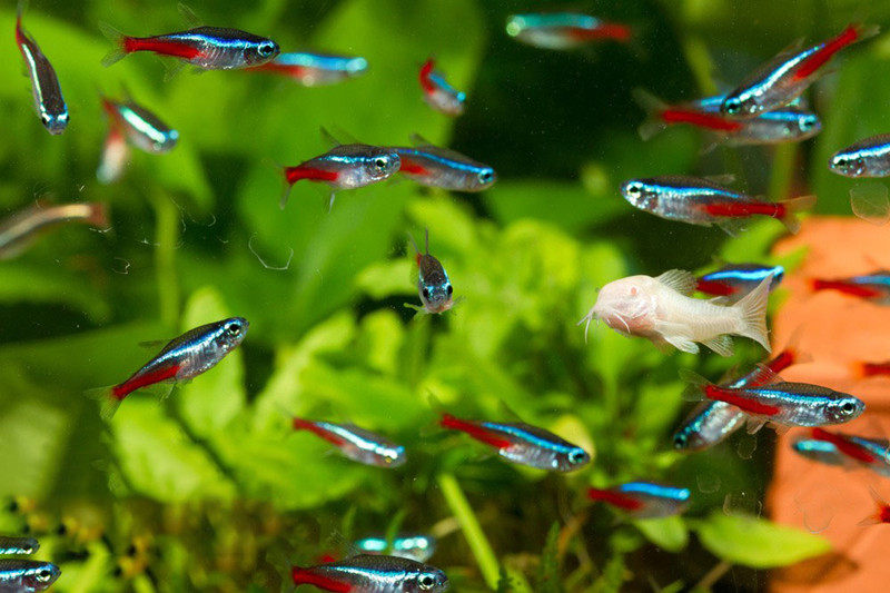 红绿灯鱼小型热带淡水鱼灯科鱼宝莲灯鱼群游鱼活体水族鱼苗观赏鱼