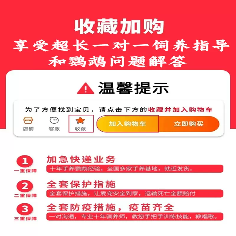 玄凤鹦鹉活体手养宠物黄化玄凤一对可繁殖鸟活物鹦鹉活鸟会学说话,淘宝优惠券,粉丝福利购,淘宝优惠卷