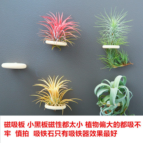 空气凤梨植物室内实木圈磁铁石吸铁套装含植物冰箱贴装饰绿植花草 - 图0