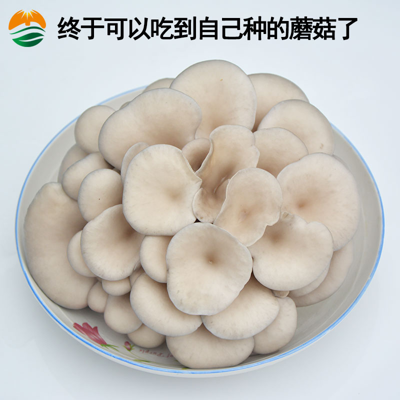 5斤装食用菌种菇种菌棒平菇菌包多肉绿植农产品家庭菜园种植蘑菇 - 图1
