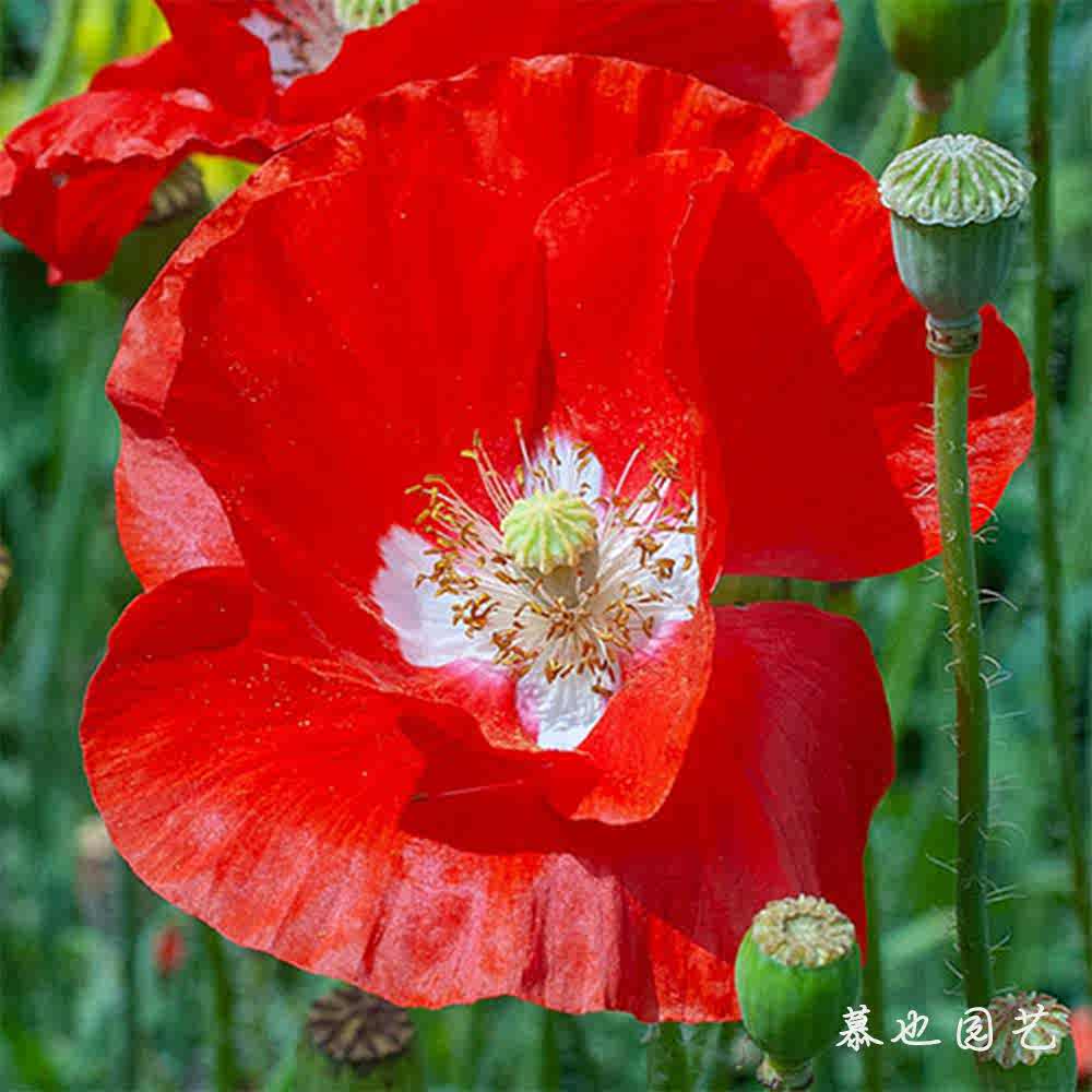 虞美人種子 新人首單立減十元 22年10月 淘寶海外 虞美人種子 新人首單立減十元 22年10月 淘寶海外