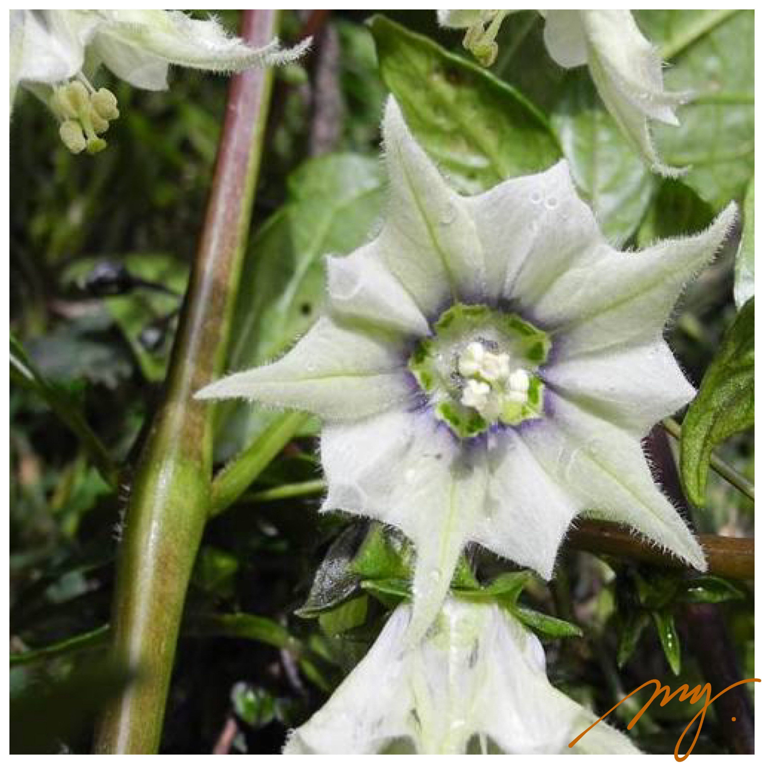 茄科 卡哈凯岛钟轮茄 3粒每份 庭院植物盆栽 可食用浆果一年生 - 图0