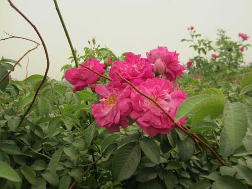不熏无硫纯天然花茶 新疆和田玫瑰花大马士革花蕾250克新朵花茶 - 图1