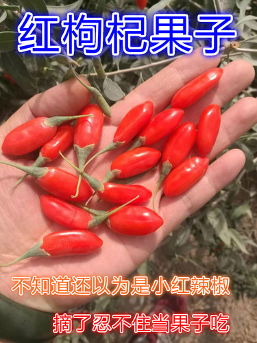 晓之理沙漠产枸杞  泡水煮粥枸杞甜度好 新疆和田直发红枸杞 - 图1