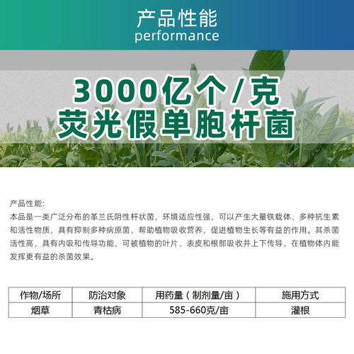 惠民细杰 3000亿孢子 荧光假单胞杆菌 番茄烟草青枯溃疡病 杀菌剂 - 图2