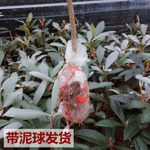 枇杷树苗大五星枇杷树嫁接苗纯正品种阳台庭院盆栽带泥球当年结果 - 图0