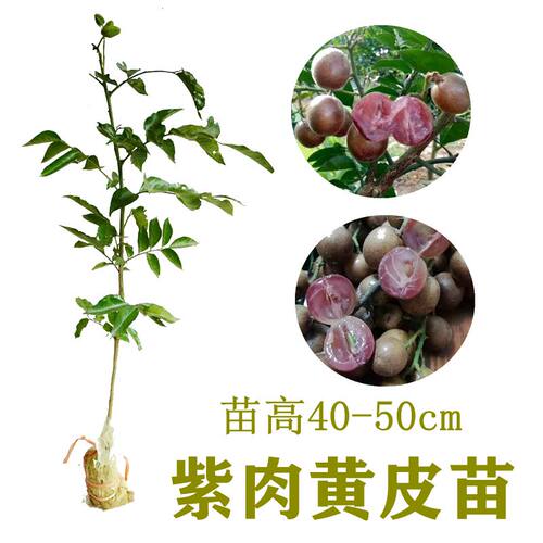 广西黄皮嫁接苗鸡心无核贵妃紫肉黑黄皮树苗南方种植带泥带叶发货 - 图0