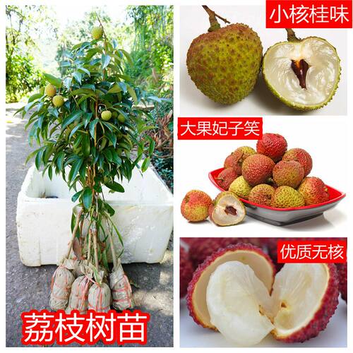 荔枝苗冰荔仙进奉桂味妃子笑糯米糍三月红鸡嘴无核荔枝嫁接高压苗 - 图0