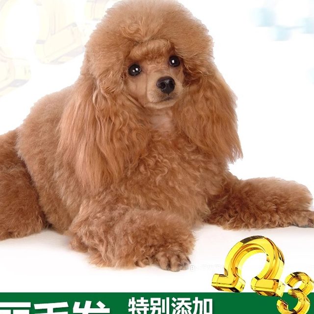 Golipa VIP Teddy Dog Food Milk Cake