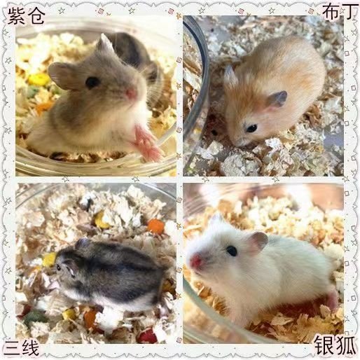 小仓鼠宠物活物已打过疫苗公仔易上手银狐紫仓布丁三线金丝熊活体,淘宝优惠券,粉丝福利购,淘宝优惠卷
