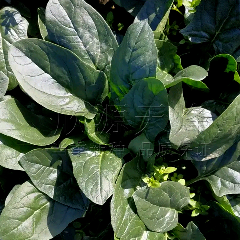 大叶菠菜种子春秋冬季耐寒红根圆叶菠菜籽耐热阳台四季播蔬菜种孑 - 图0