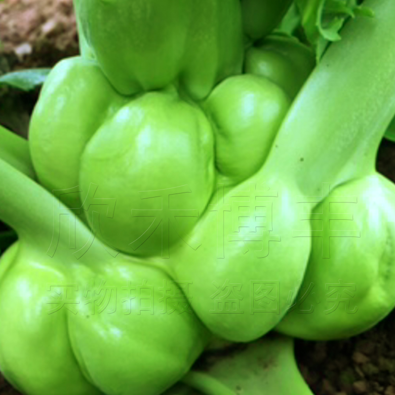 榨菜种子籽耐寒四季春秋冬季蔬菜南方四川青菜头光头菜籽芥菜种孑-图0