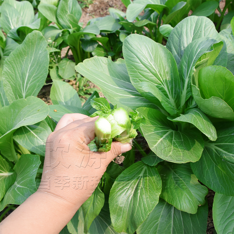 广东四九菜心种籽夏季耐热春季秋季青菜籽蔬菜四季菜薹菜苔种子孑-图2