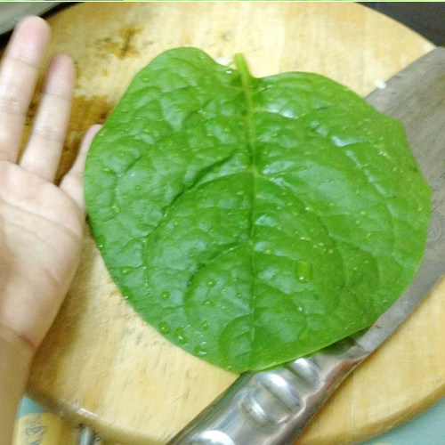大叶木耳菜种籽春季夏季秋季爬藤藤菜潺菜蔬菜四季阳台盆栽种子孑 - 图2