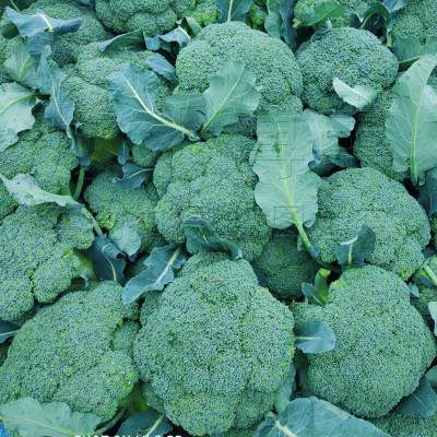 西兰花种孑苗春夏秋季四季日本耐寒炎秀青花菜种籽西蓝花蔬菜种子 虎窝淘