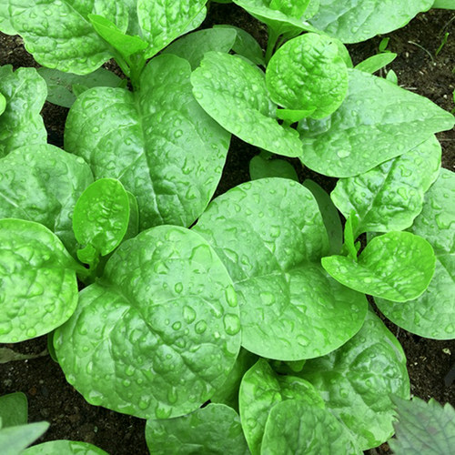 大叶木耳菜种籽春季夏季秋季爬藤藤菜潺菜蔬菜四季阳台盆栽种子孑 - 图0