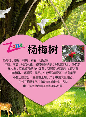 定制树木介绍标识牌挂牌标牌