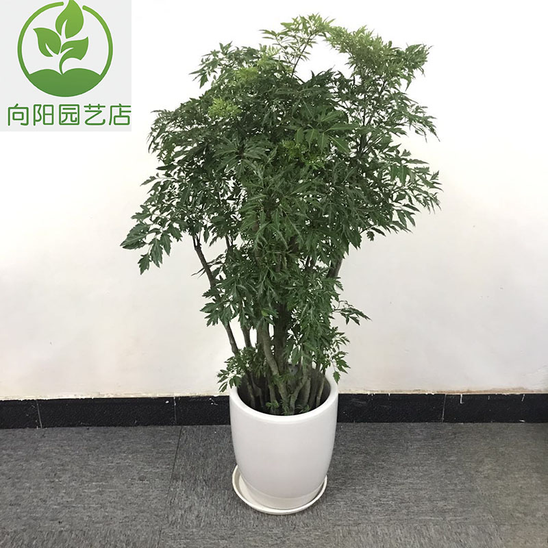 福禄寿盆栽 福禄桐中大型盆景 室内观赏型乔迁开张吉祥绿植花卉 - 图2