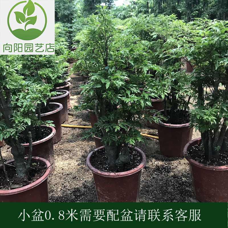 福禄寿盆栽 福禄桐中大型盆景 室内观赏型乔迁开张吉祥绿植花卉 - 图0