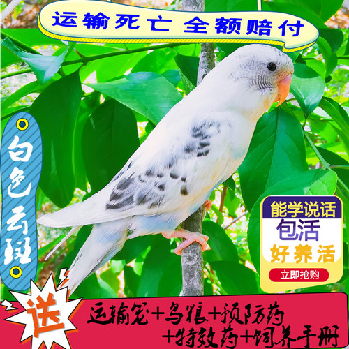 虎皮鹦鹉活鸟中小型会说话宠物鸟类鸟活物手养鸟玄凤一对幼鸟活体 - 图2