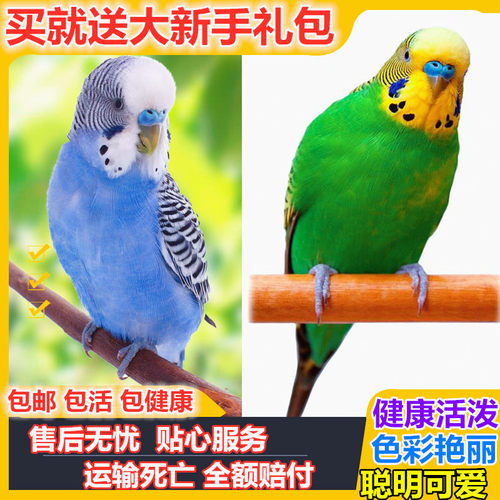 虎皮鹦鹉活鸟中小型会说话宠物鸟类鸟活物手养鸟玄凤一对幼鸟活体 - 图0