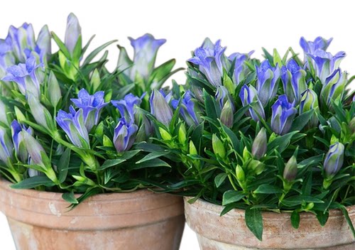 四季多年生耐热耐寒宿根植物盆栽矮生花卉地被花龙胆花苗海洋之心 - 图3