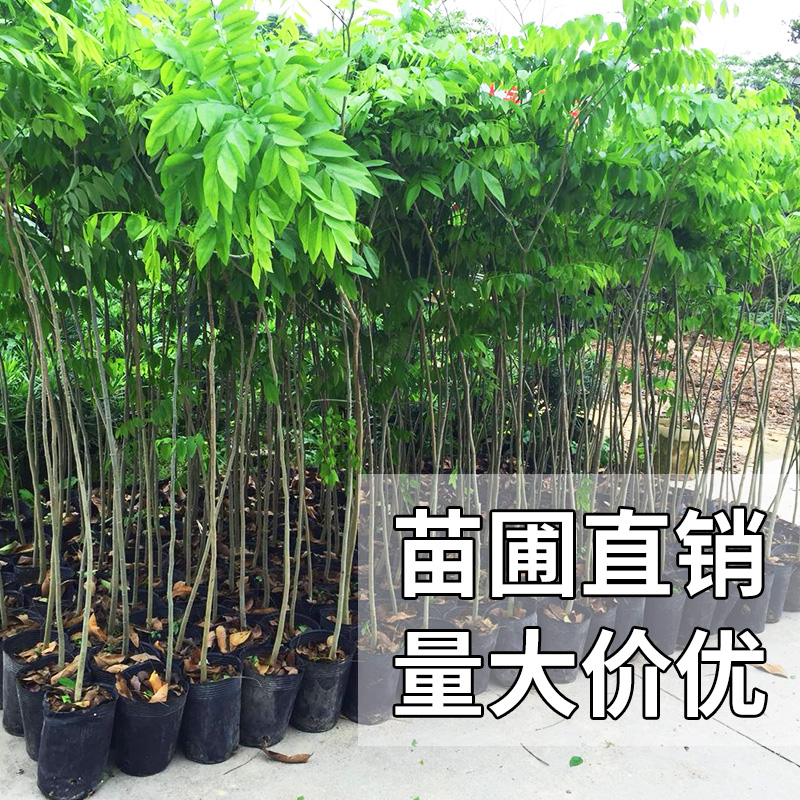 名贵苗木正宗海南黄花梨树苖黄花梨苗降香黄檀红木黄花梨-图0