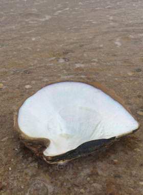 天然白蝶贝壳原贝创意家居装饰品