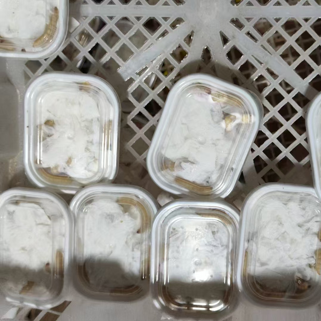 玉米虫葡萄蜜虫活虫大蜡螟活体鱼饵鹦鹉绣眼画眉鸟食仓鼠宠物饲料,淘宝优惠券,粉丝福利购,淘宝优惠卷