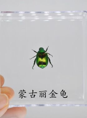 真昆虫标本已展姿带盒可打开高透明360°观察科普教学教具幼儿园