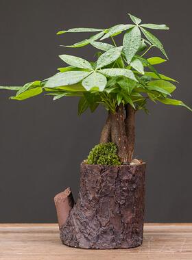 高档发树办公室装饰客厅简约网关红玄送礼财陶瓷绿植盆创景意桌面