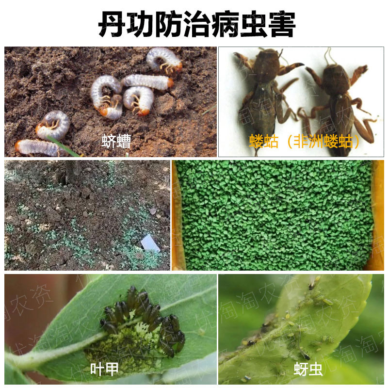 噻虫嗪颗粒剂撒施防治蛴螬土狗地下害虫内吸传导杀蚜虫甘蔗螟丹功 - 图1