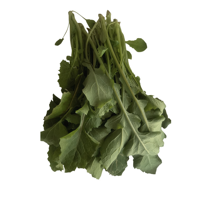 勤励园新鲜苦菜1斤无污染现采现摘蔬菜健康食品零食青菜蔬菜,淘宝优惠券,粉丝福利购,淘宝优惠卷