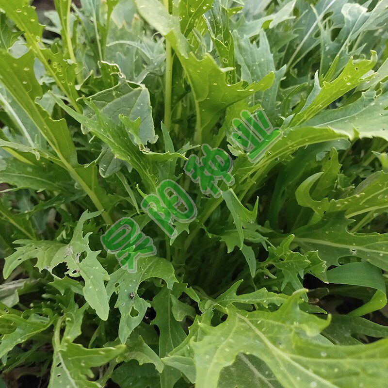 京水菜种子紫晶菜水菜种籽菜园春秋四季野菜种子白梗千筋蔬菜种籽
