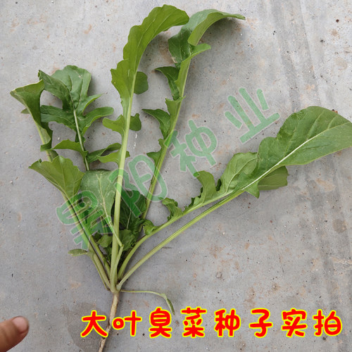 大叶臭菜种籽儿小叶芝麻菜种子臭菜籽种春秋四季阳台盆栽蔬菜种孑 - 图1