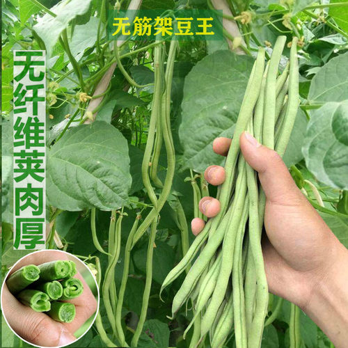 架豆王种子特长无筋架豆青豆菜豆籽长芸豆四季豆爬藤蔬菜种子 - 图0