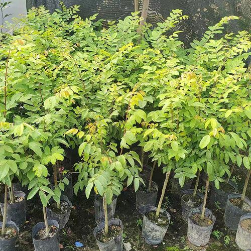 正宗酸杨桃树苗盆栽地栽南北方庭院果树嫁接当年结果果树果苗带土 - 图2