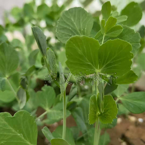 无须豌豆尖种子|豌豆苗种子 芽苗菜种子 豌豆菜种子蔬菜种子 田园 - 图3